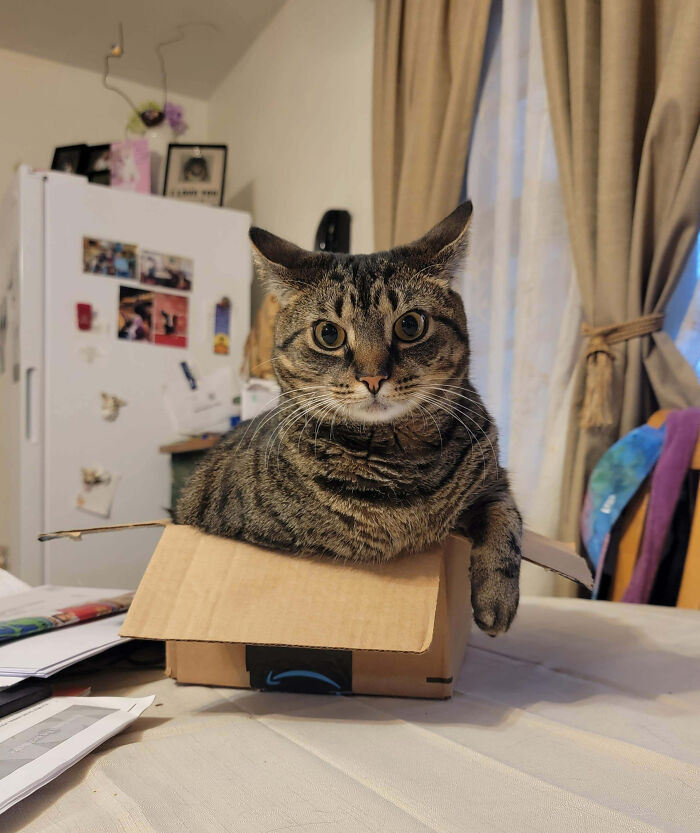 53 Times Cats Got Into Places That Are Not For Them 53 Times Cats Got Into Places That Are Not For Them