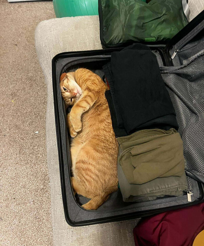 53 Times Cats Got Into Places That Are Not For Them 53 Times Cats Got Into Places That Are Not For Them