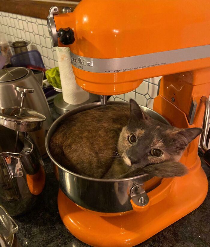 53 Times Cats Got Into Places That Are Not For Them 53 Times Cats Got Into Places That Are Not For Them