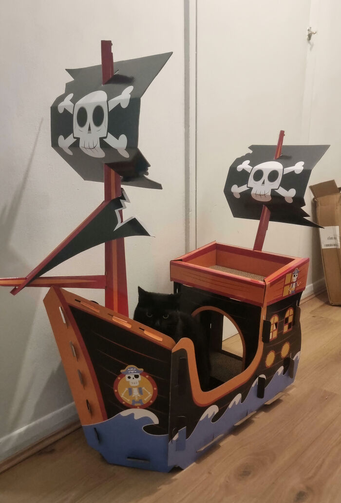 53 Times Cats Got Into Places That Are Not For Them 53 Times Cats Got Into Places That Are Not For Them