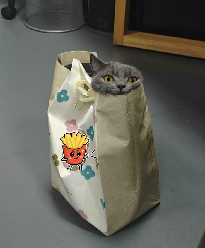 53 Times Cats Got Into Places That Are Not For Them 53 Times Cats Got Into Places That Are Not For Them