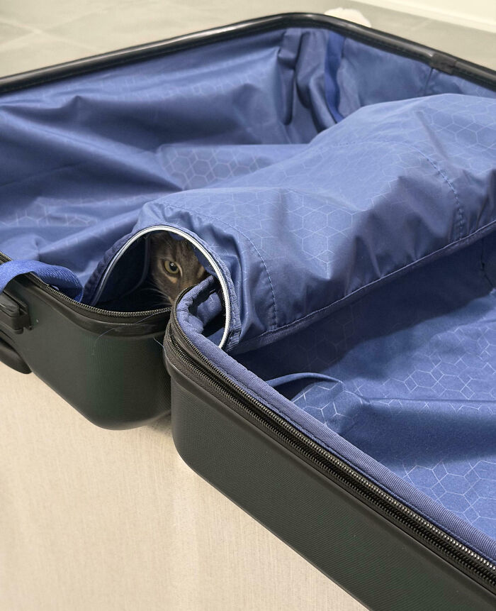 53 Times Cats Got Into Places That Are Not For Them 53 Times Cats Got Into Places That Are Not For Them