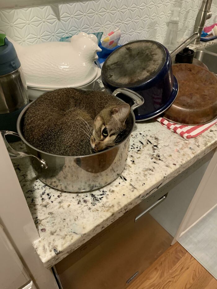 53 Times Cats Got Into Places That Are Not For Them 53 Times Cats Got Into Places That Are Not For Them