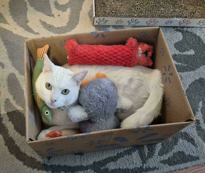 53 Times Cats Got Into Places That Are Not For Them 53 Times Cats Got Into Places That Are Not For Them