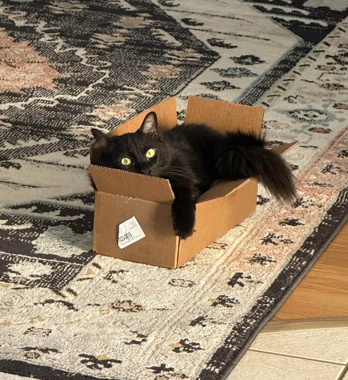 53 Times Cats Got Into Places That Are Not For Them 53 Times Cats Got Into Places That Are Not For Them