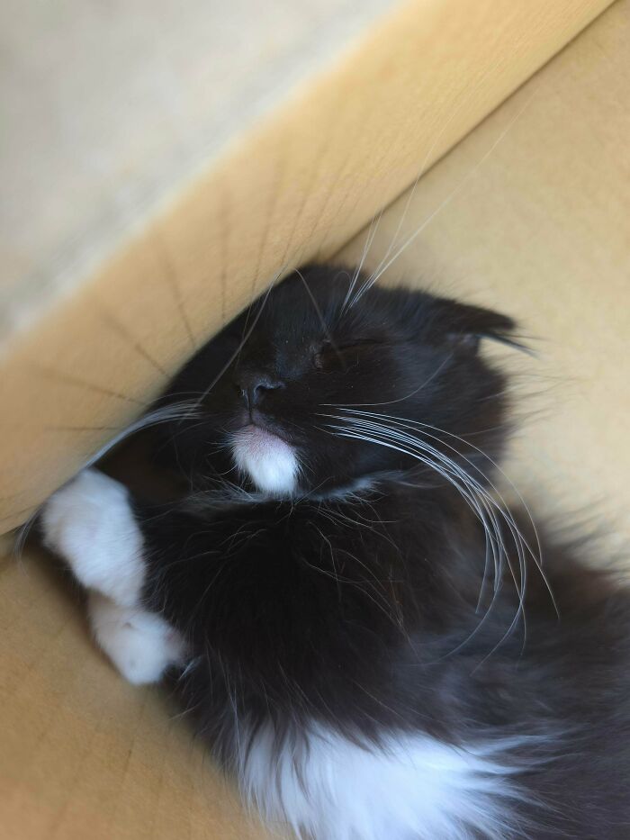 53 Times Cats Got Into Places That Are Not For Them 53 Times Cats Got Into Places That Are Not For Them