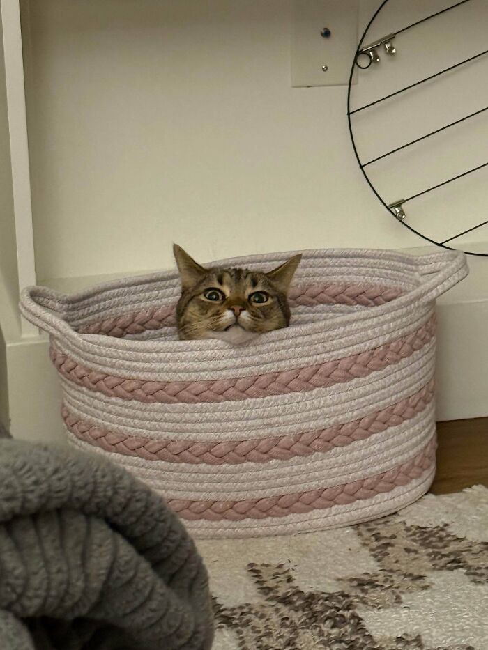 53 Times Cats Got Into Places That Are Not For Them 53 Times Cats Got Into Places That Are Not For Them