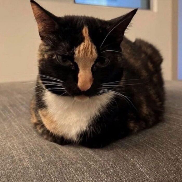 50 Funny And Cute Cat Photos That Might Make You Smile Today, Shared By This Community (New Pics)