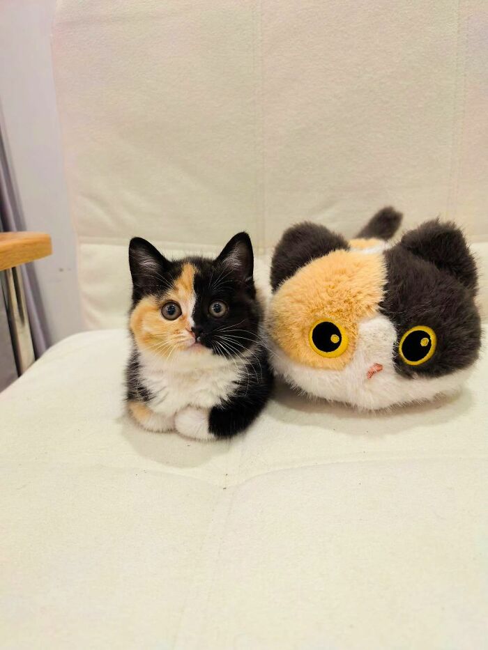 50 Funny And Cute Cat Photos That Might Make You Smile Today, Shared By This Community (New Pics)