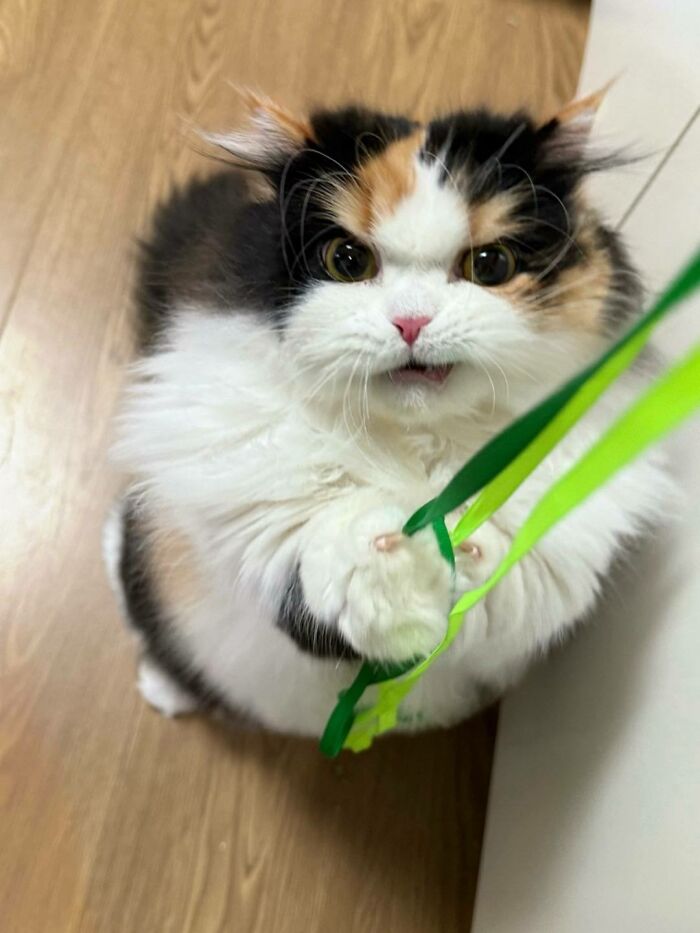 50 Funny And Cute Cat Photos That Might Make You Smile Today, Shared By This Community (New Pics)