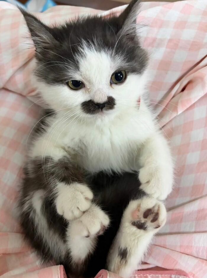 50 Funny And Cute Cat Photos That Might Make You Smile Today, Shared By This Community (New Pics)