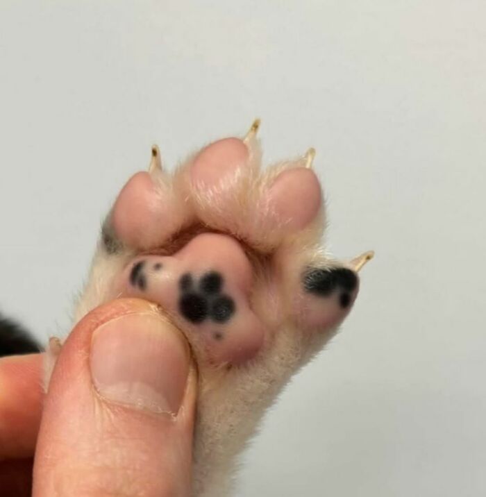 50 Funny And Cute Cat Photos That Might Make You Smile Today, Shared By This Community (New Pics)