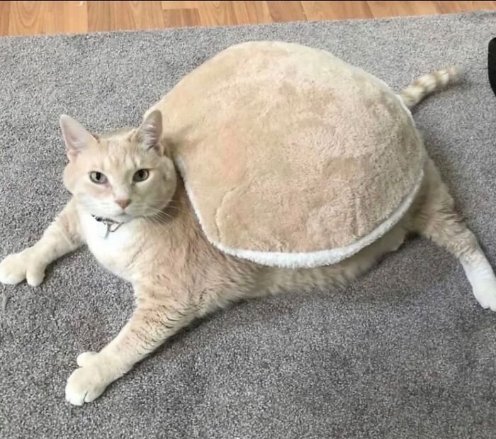 50 Funny And Cute Cat Photos That Might Make You Smile Today, Shared By This Community (New Pics)