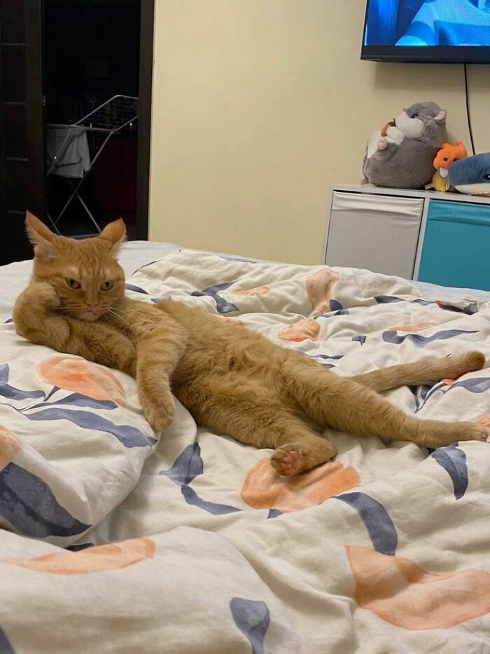 50 Funny And Cute Cat Photos That Might Make You Smile Today, Shared By This Community (New Pics)