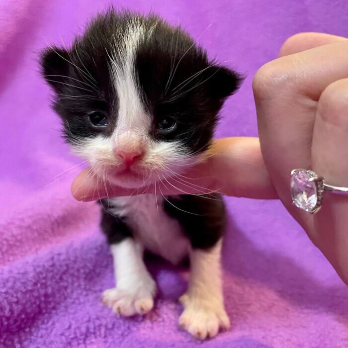 50 Funny And Cute Cat Photos That Might Make You Smile Today, Shared By This Community (New Pics)