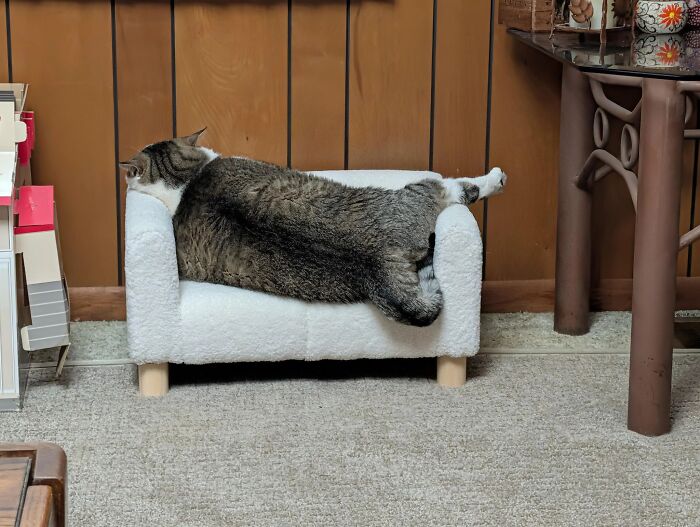 50 Funny And Cute Cat Photos That Might Make You Smile Today, Shared By This Community (New Pics)