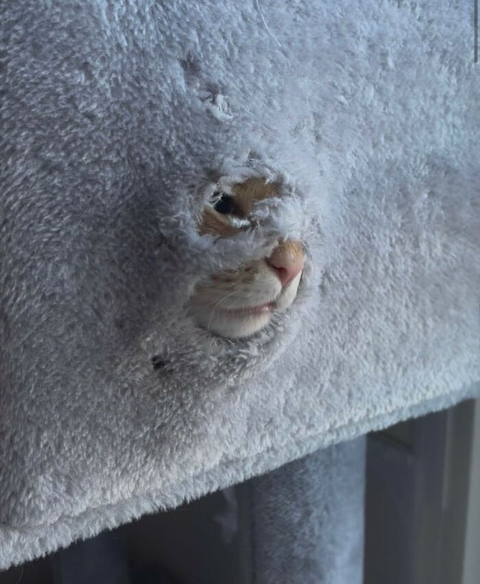 50 Funny And Cute Cat Photos That Might Make You Smile Today, Shared By This Community (New Pics)