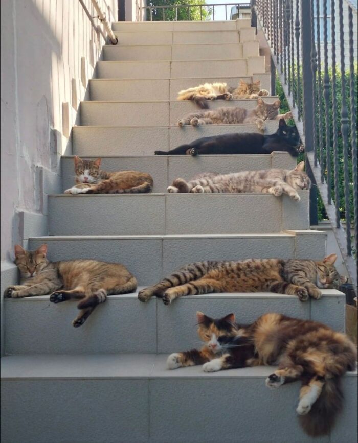 50 Funny And Cute Cat Photos That Might Make You Smile Today, Shared By This Community (New Pics)