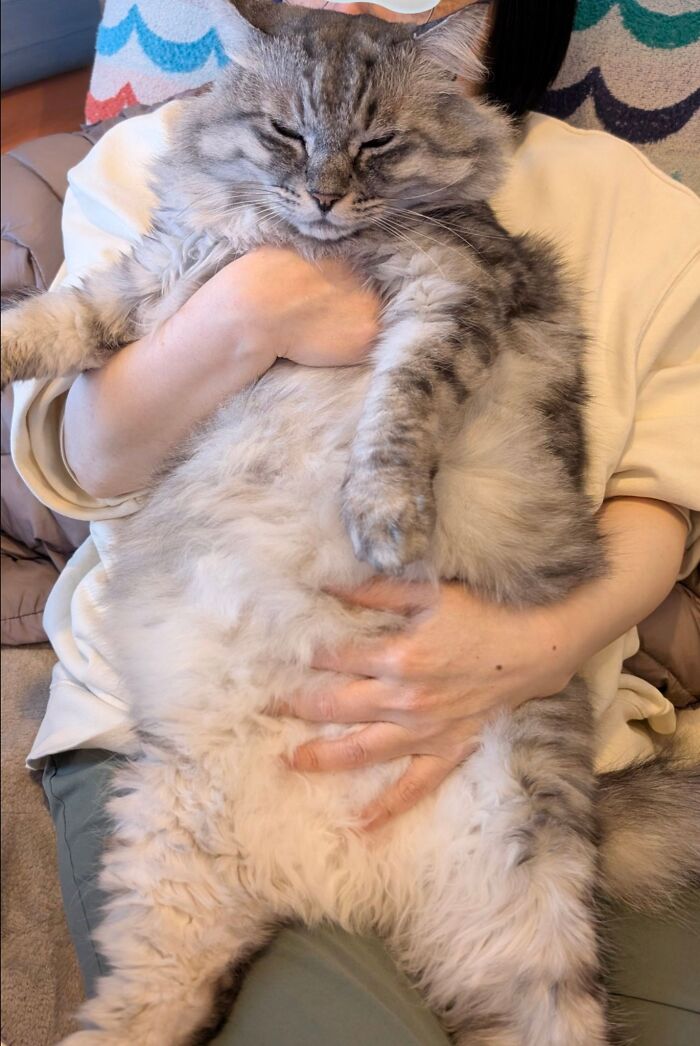 50 Funny And Cute Cat Photos That Might Make You Smile Today, Shared By This Community (New Pics)