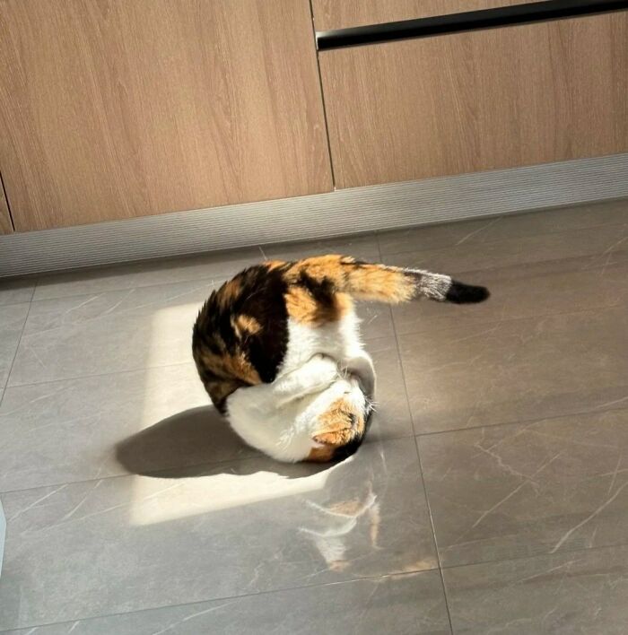 50 Funny And Cute Cat Photos That Might Make You Smile Today, Shared By This Community (New Pics)