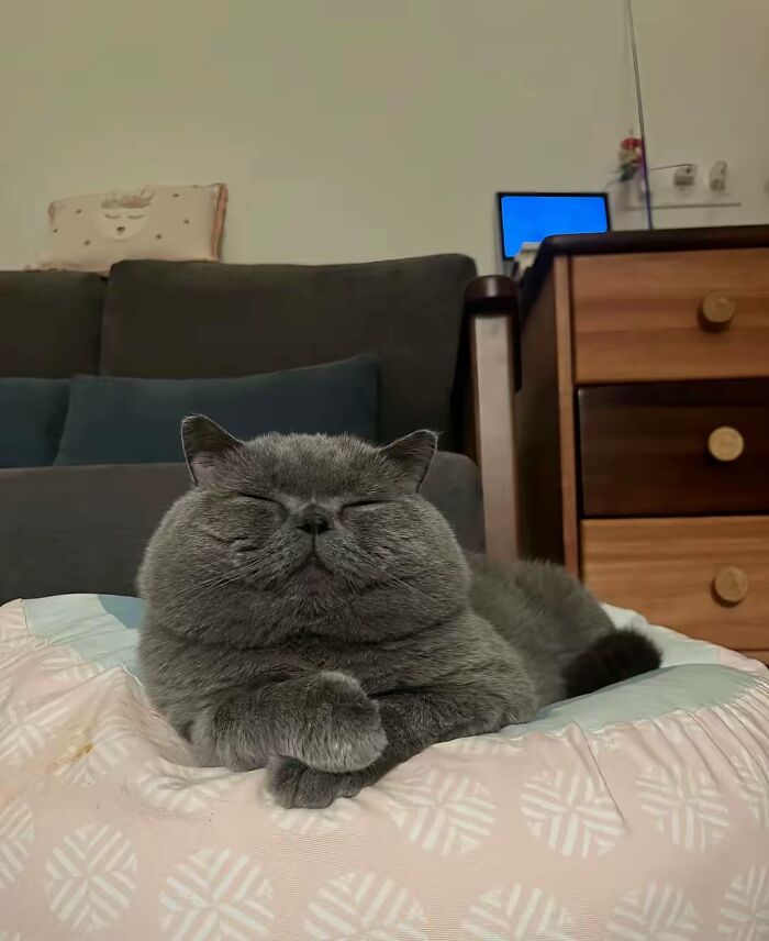 50 Funny And Cute Cat Photos That Might Make You Smile Today, Shared By This Community (New Pics)