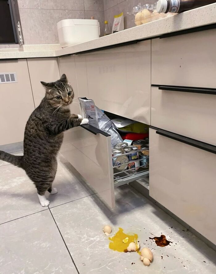 50 Funny And Cute Cat Photos That Might Make You Smile Today, Shared By This Community (New Pics)