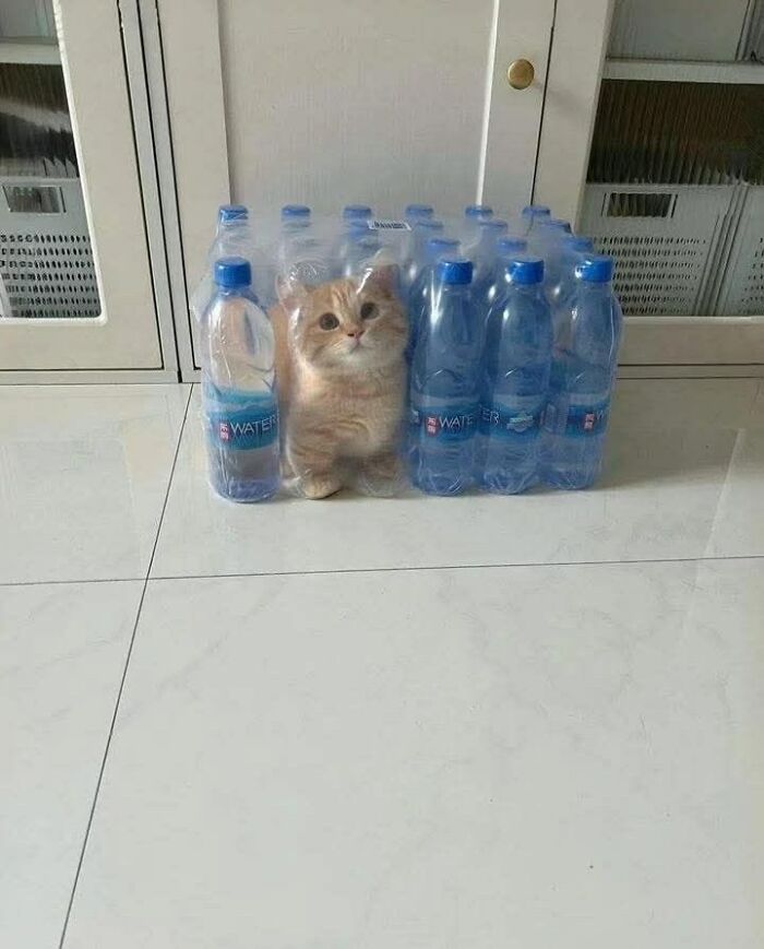 50 Funny And Cute Cat Photos That Might Make You Smile Today, Shared By This Community (New Pics)