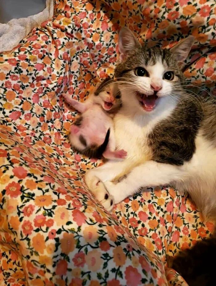 50 Funny And Cute Cat Photos That Might Make You Smile Today, Shared By This Community (New Pics)