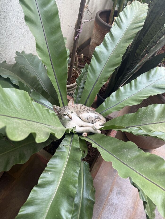 50 Funny And Cute Cat Photos That Might Make You Smile Today, Shared By This Community (New Pics)