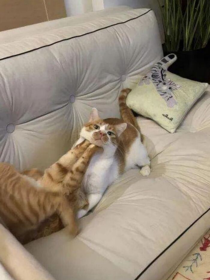 50 Funny And Cute Cat Photos That Might Make You Smile Today, Shared By This Community (New Pics)