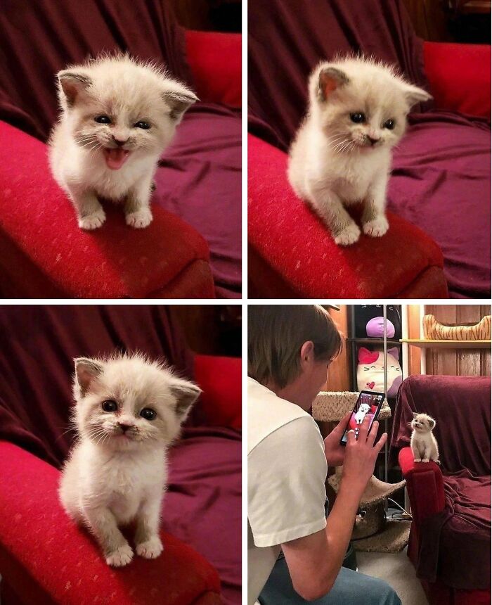 50 Funny And Cute Cat Photos That Might Make You Smile Today, Shared By This Community (New Pics)