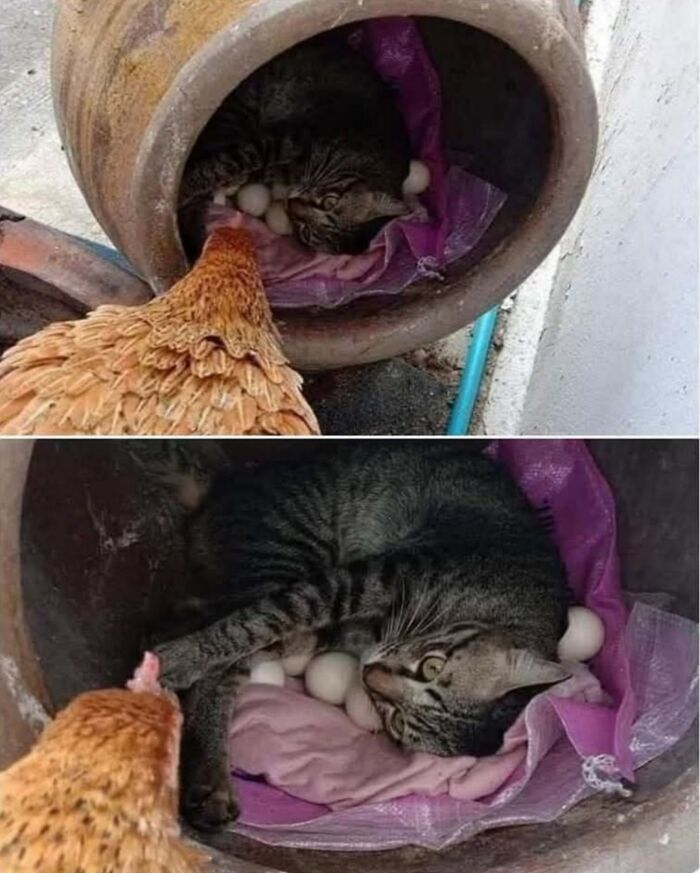 50 Funny And Cute Cat Photos That Might Make You Smile Today, Shared By This Community (New Pics)