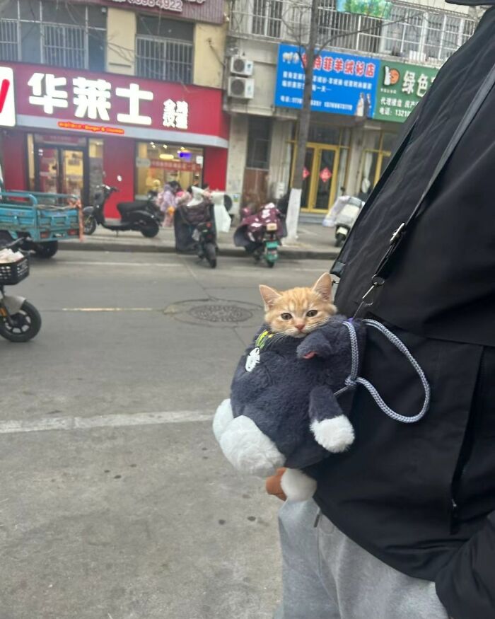 50 Funny And Cute Cat Photos That Might Make You Smile Today, Shared By This Community (New Pics)