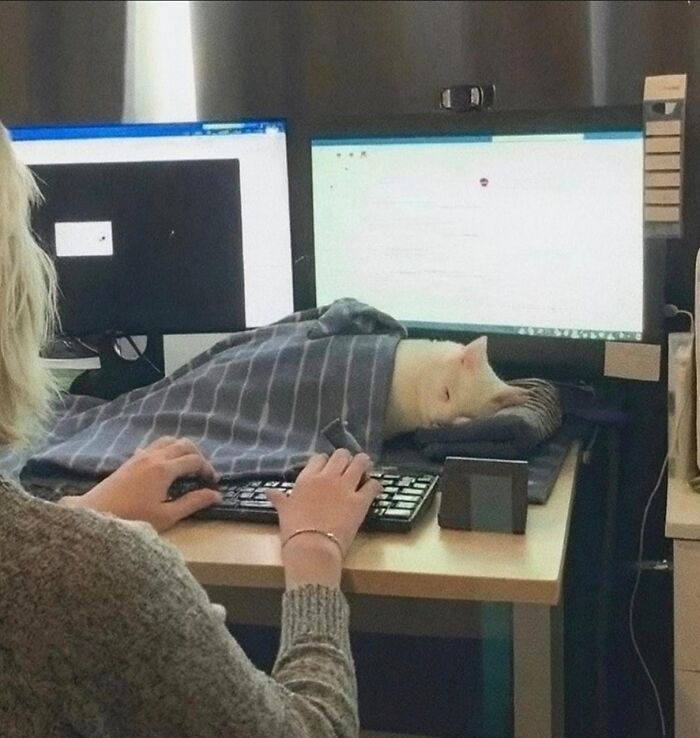 50 Funny And Cute Cat Photos That Might Make You Smile Today, Shared By This Community (New Pics)