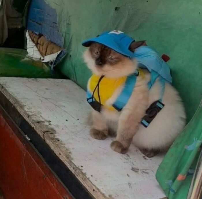 50 Funny And Cute Cat Photos That Might Make You Smile Today, Shared By This Community (New Pics)