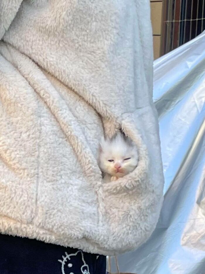 50 Funny And Cute Cat Photos That Might Make You Smile Today, Shared By This Community (New Pics)