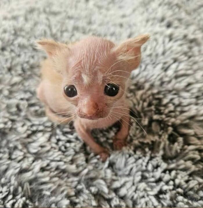 50 Funny And Cute Cat Photos That Might Make You Smile Today, Shared By This Community (New Pics)