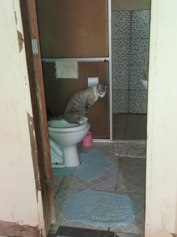 50 Funny And Cute Cat Photos That Might Make You Smile Today, Shared By This Community (New Pics)