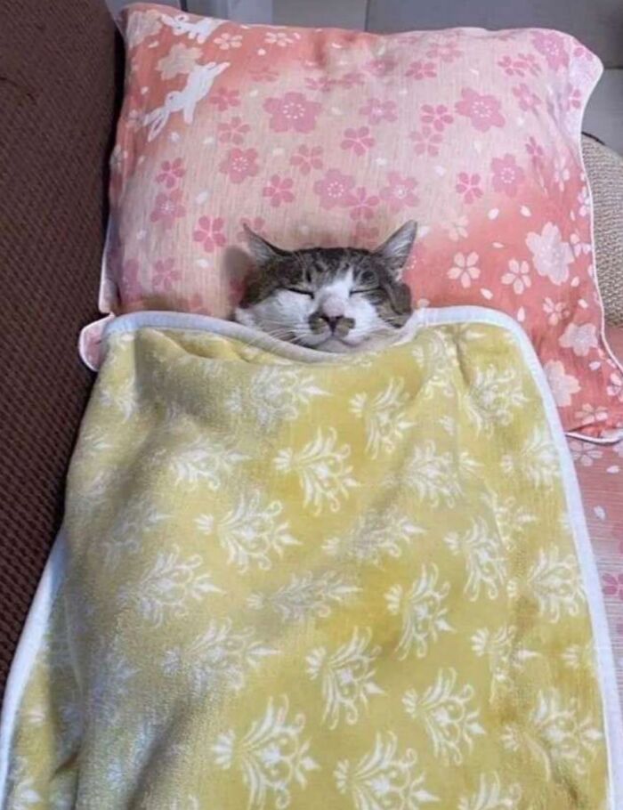 50 Funny And Cute Cat Photos That Might Make You Smile Today, Shared By This Community (New Pics)