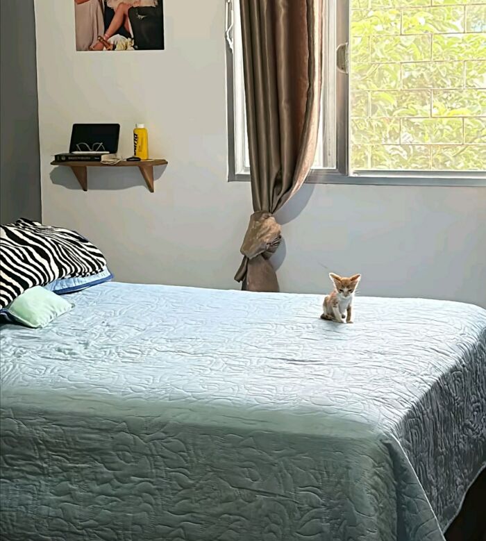 50 Funny And Cute Cat Photos That Might Make You Smile Today, Shared By This Community (New Pics)