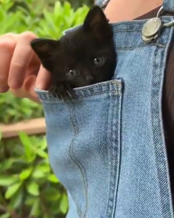 50 Funny And Cute Cat Photos That Might Make You Smile Today, Shared By This Community (New Pics)