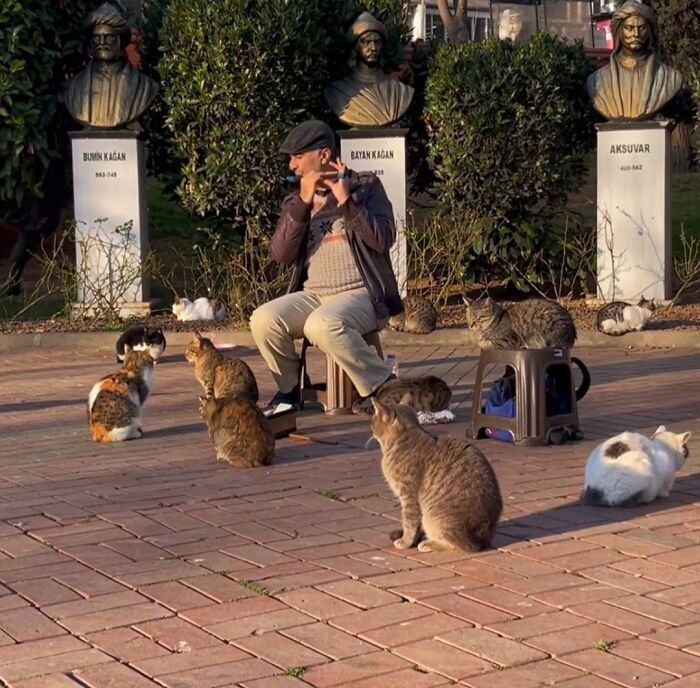 50 Funny And Cute Cat Photos That Might Make You Smile Today, Shared By This Community (New Pics)