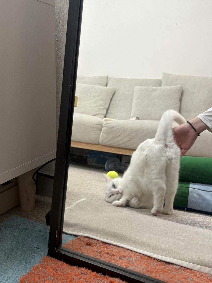 50 Funny And Cute Cat Photos That Might Make You Smile Today, Shared By This Community (New Pics)