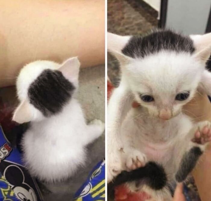 50 Funny And Cute Cat Photos That Might Make You Smile Today, Shared By This Community (New Pics)