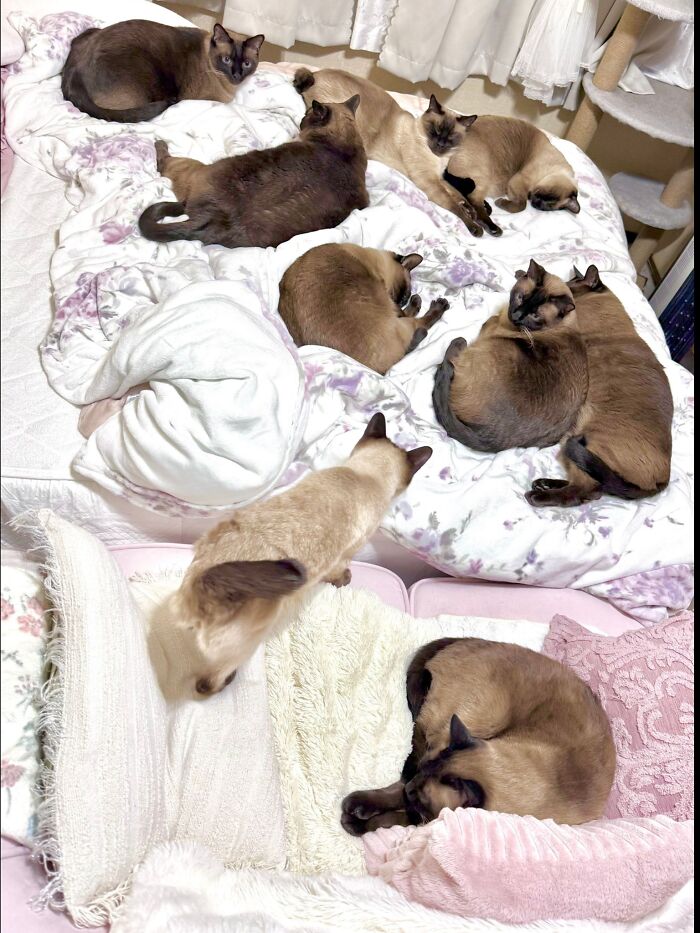 50 Funny And Cute Cat Photos That Might Make You Smile Today, Shared By This Community (New Pics)