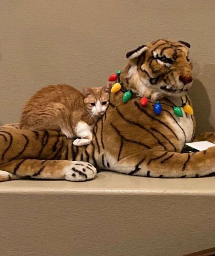 50 Funny And Cute Cat Photos That Might Make You Smile Today, Shared By This Community (New Pics)