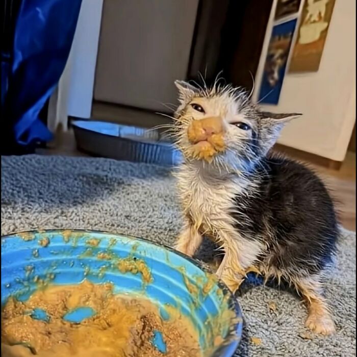 50 Funny And Cute Cat Photos That Might Make You Smile Today, Shared By This Community (New Pics)