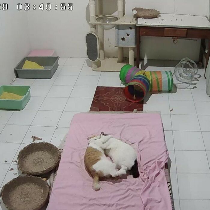 50 Funny And Cute Cat Photos That Might Make You Smile Today, Shared By This Community (New Pics)