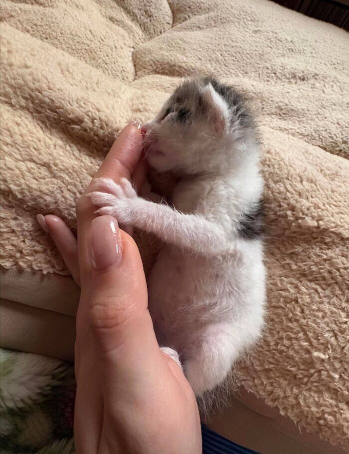 50 Funny And Cute Cat Photos That Might Make You Smile Today, Shared By This Community (New Pics)