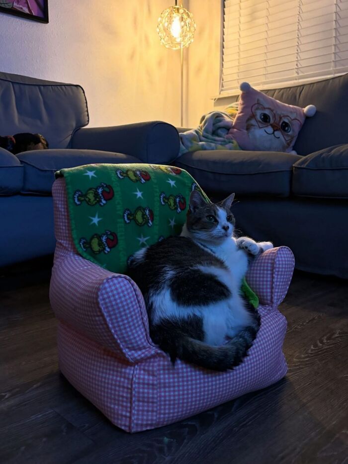 50 Funny And Cute Cat Photos That Might Make You Smile Today, Shared By This Community (New Pics)